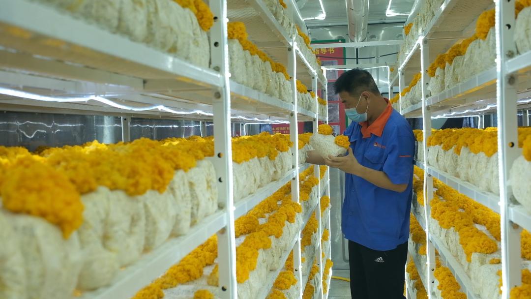 ɽ�|���f�����S�𡱮a(ch��n)�I(y��)����ġ������������Ƽ���(w��n)�a(ch��n)��